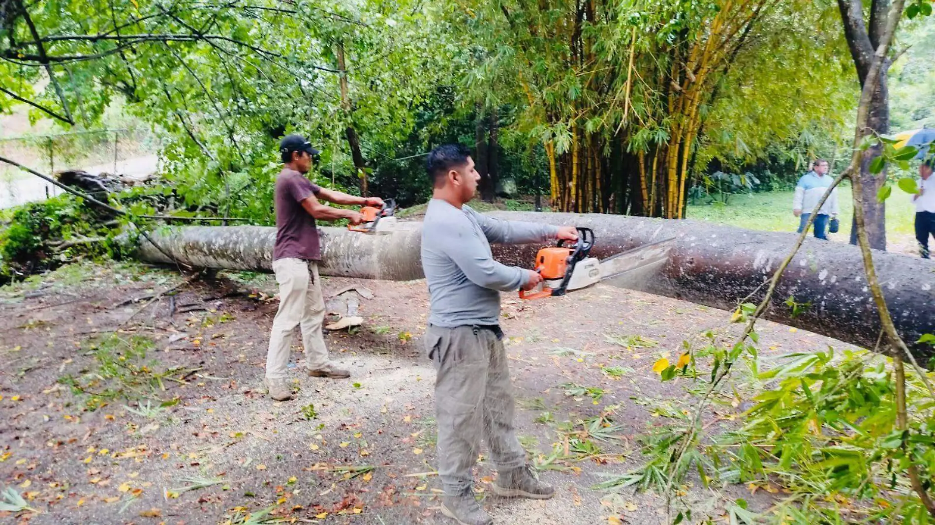 hombres cortando árbol